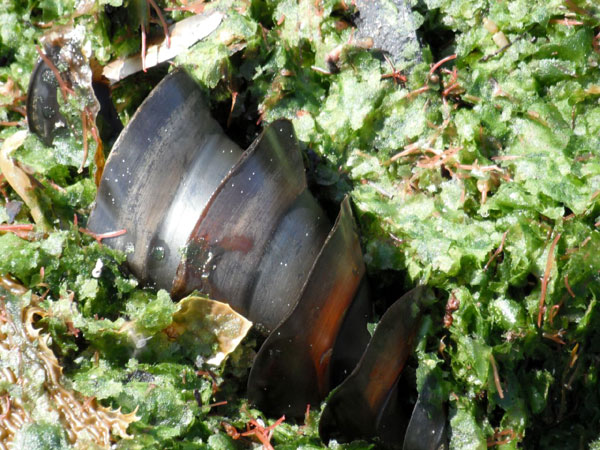 Около трети всех видов акул - яйцекладущие