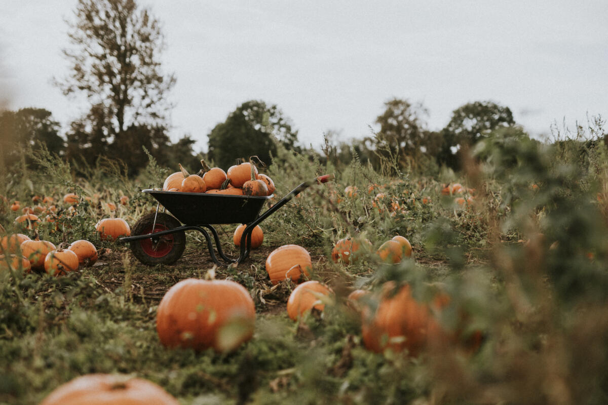 halloween-pumpkins-in-a-wheelbarrow-background-dark-autumn-mood055447