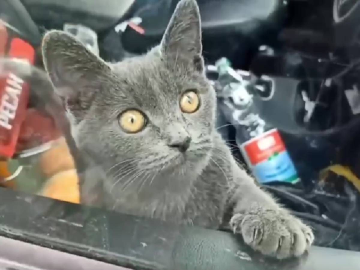 В Москве спасли кота, запертого в машине без еды и воды