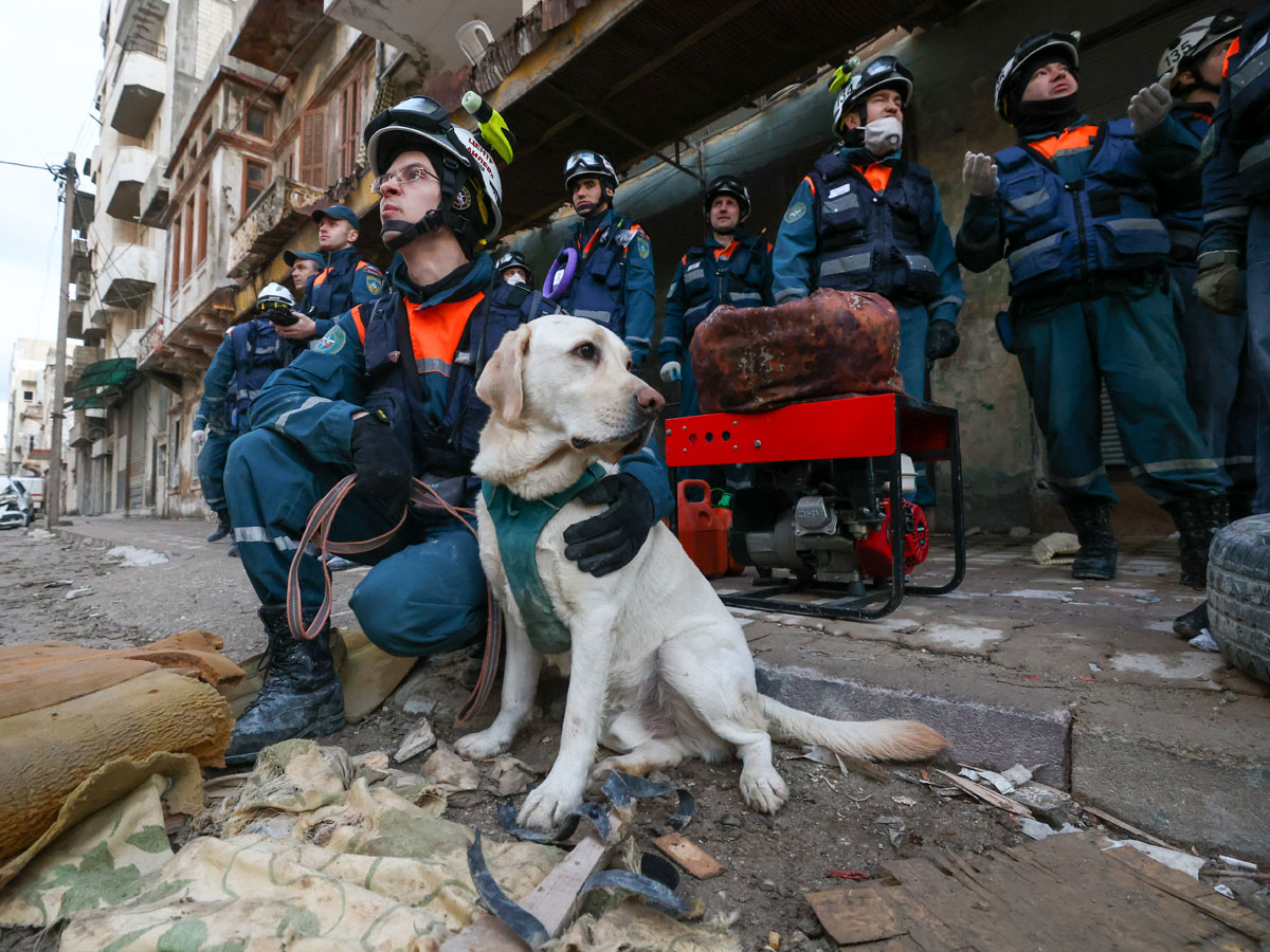 У собак-спасателей - работа, а питомцы помогают по любви