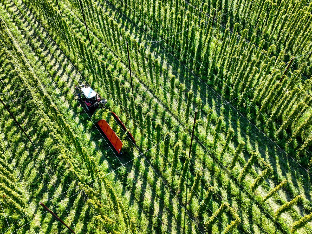 где-выращивают-хмель-в-России