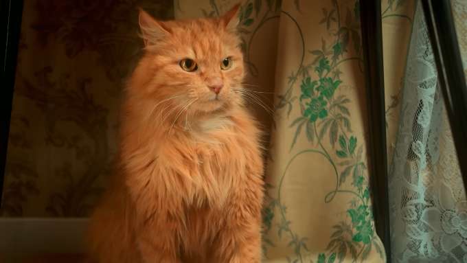 Зрители в восторге: на СТС вышел новый сериал «Котострофа» с говорящим котом в главной роли