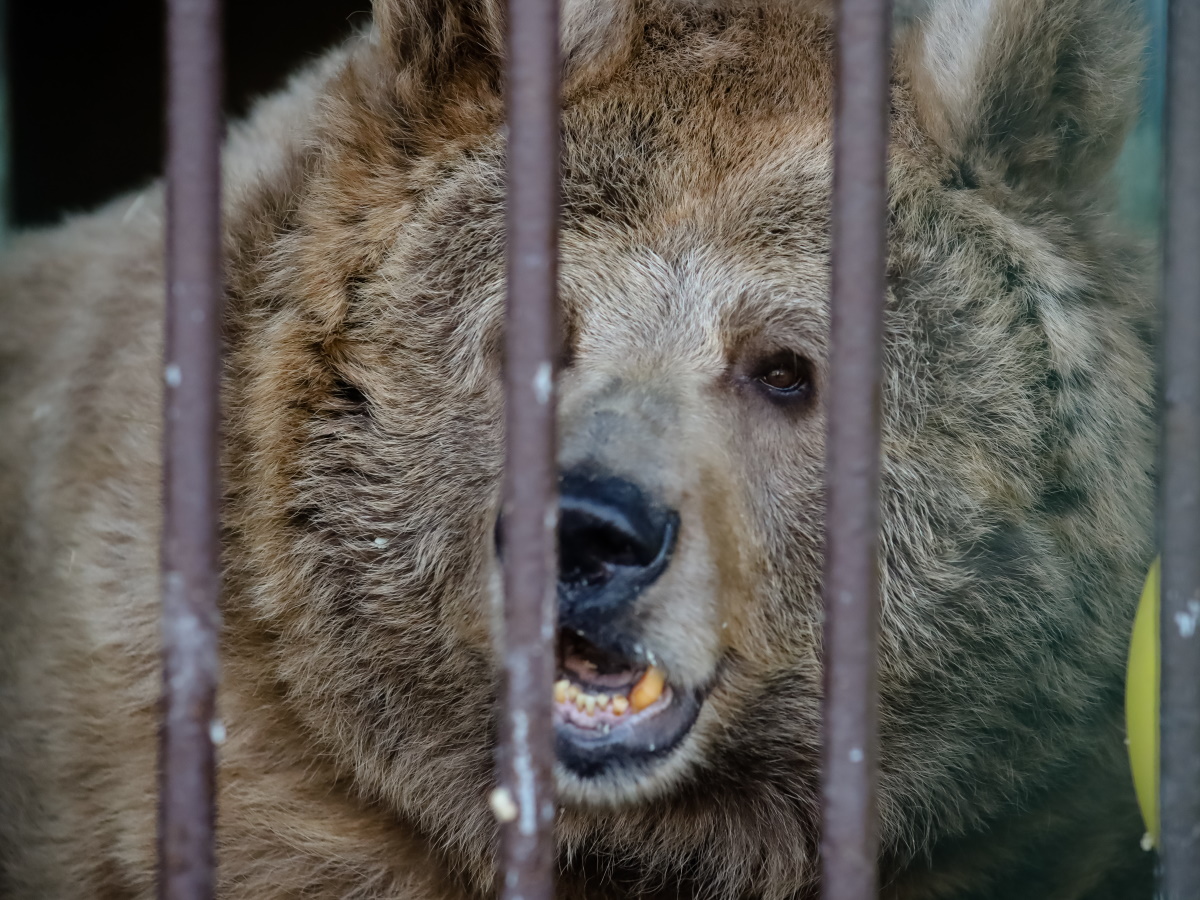 Крымский зоопарк, где погибли 200 животных, никогда не проходил проверку МЧС