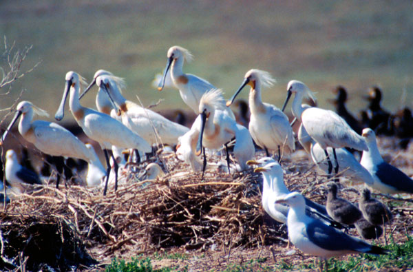 Маныч-Гудило