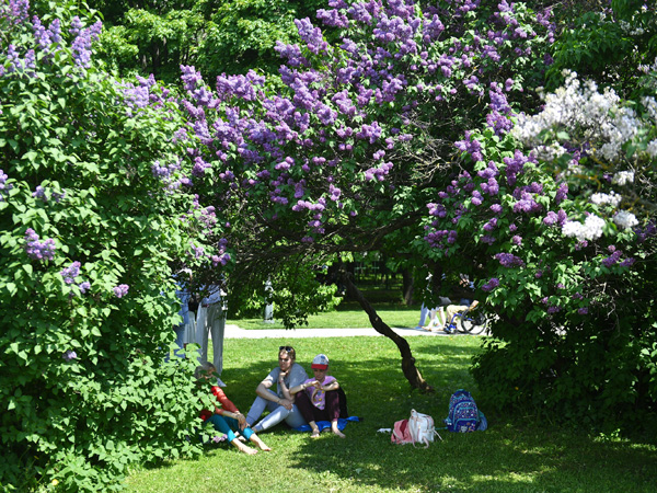 «Сиреневый