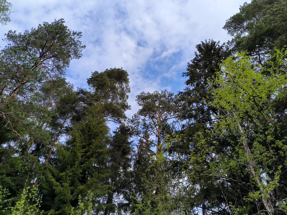 Собаки грели и отпугивали диких животных: пропавшие свердловском лесу дети найдены