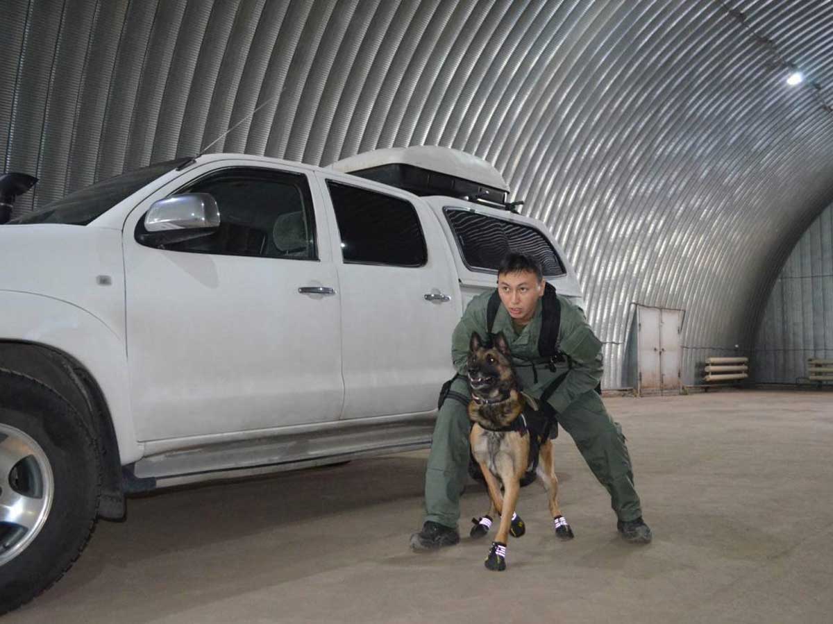 Домашние лайфхаки от военного кинолога: чему можно научить собаку кроме «сидеть» и «лежать»