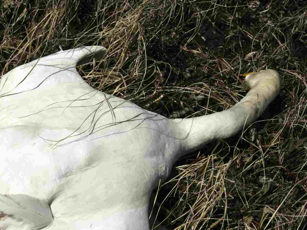 Зона разлива мазута не локализована, животные умирают: в Анапе развернулась экологическая катастрофа после крушения двух нефтетанкеров в Черном море