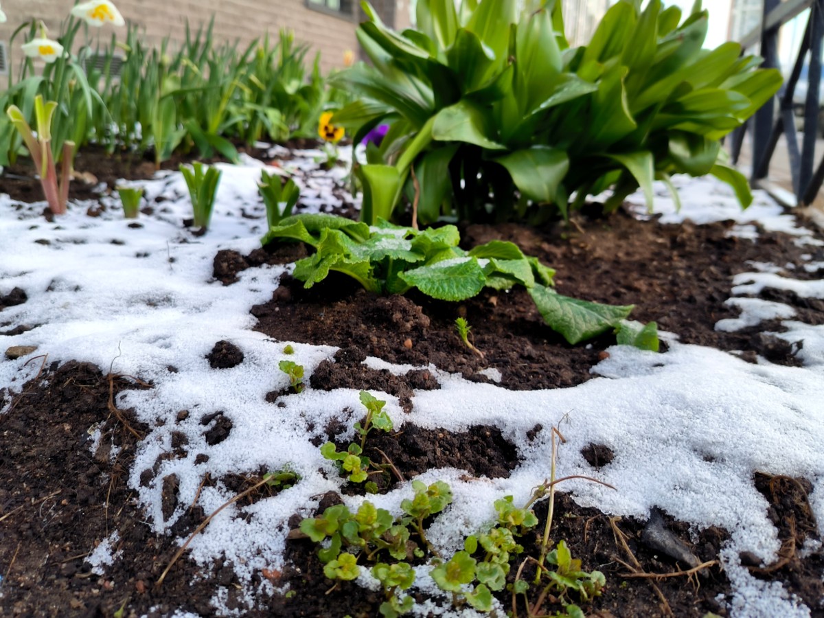Май стартовал холодом и ненастьем: ждать ли тепла в конце весны?
