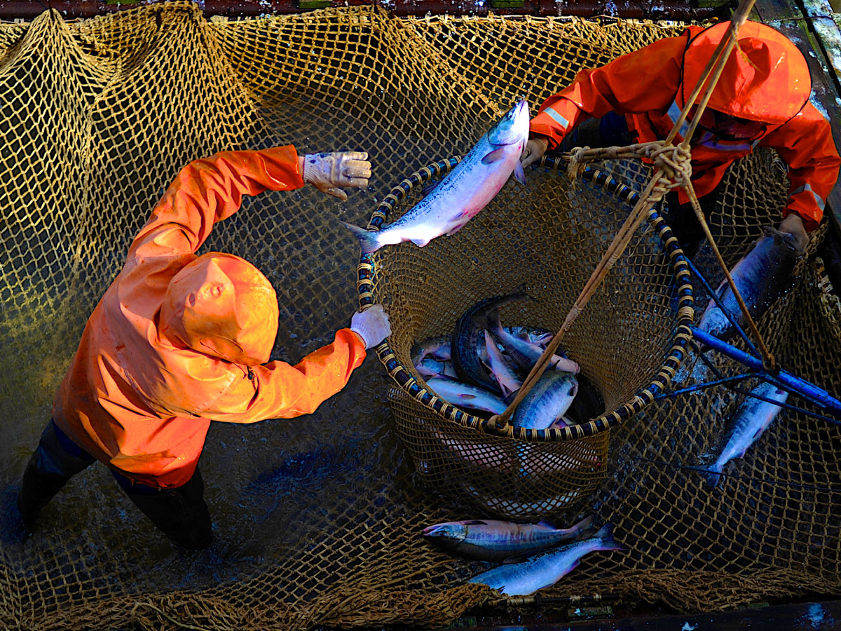 Вылов лосося в акватории Анадырского лимана