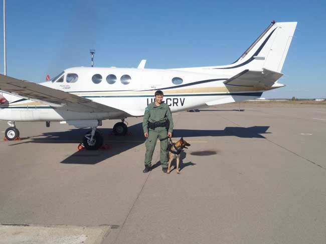 Домашние лайфхаки от военного кинолога: чему можно научить собаку кроме «сидеть» и «лежать»