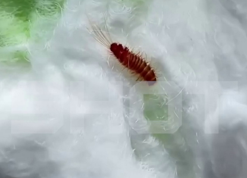 От гельминтов до отека Квинке: кишащие кровожадными личинками подгузники продали мамочке в Подмосковье