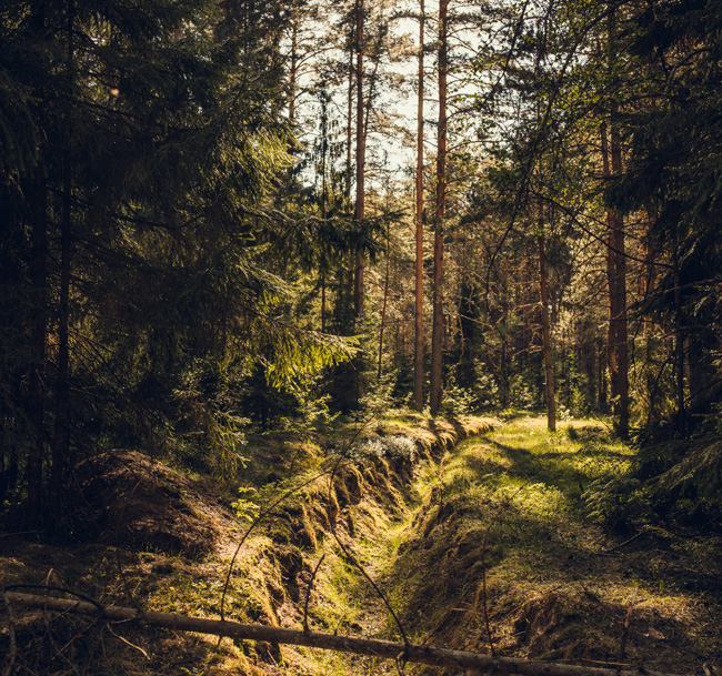 Тропы и бани вместо психологов: все больше москвичей выбирают эко-форматы терапии