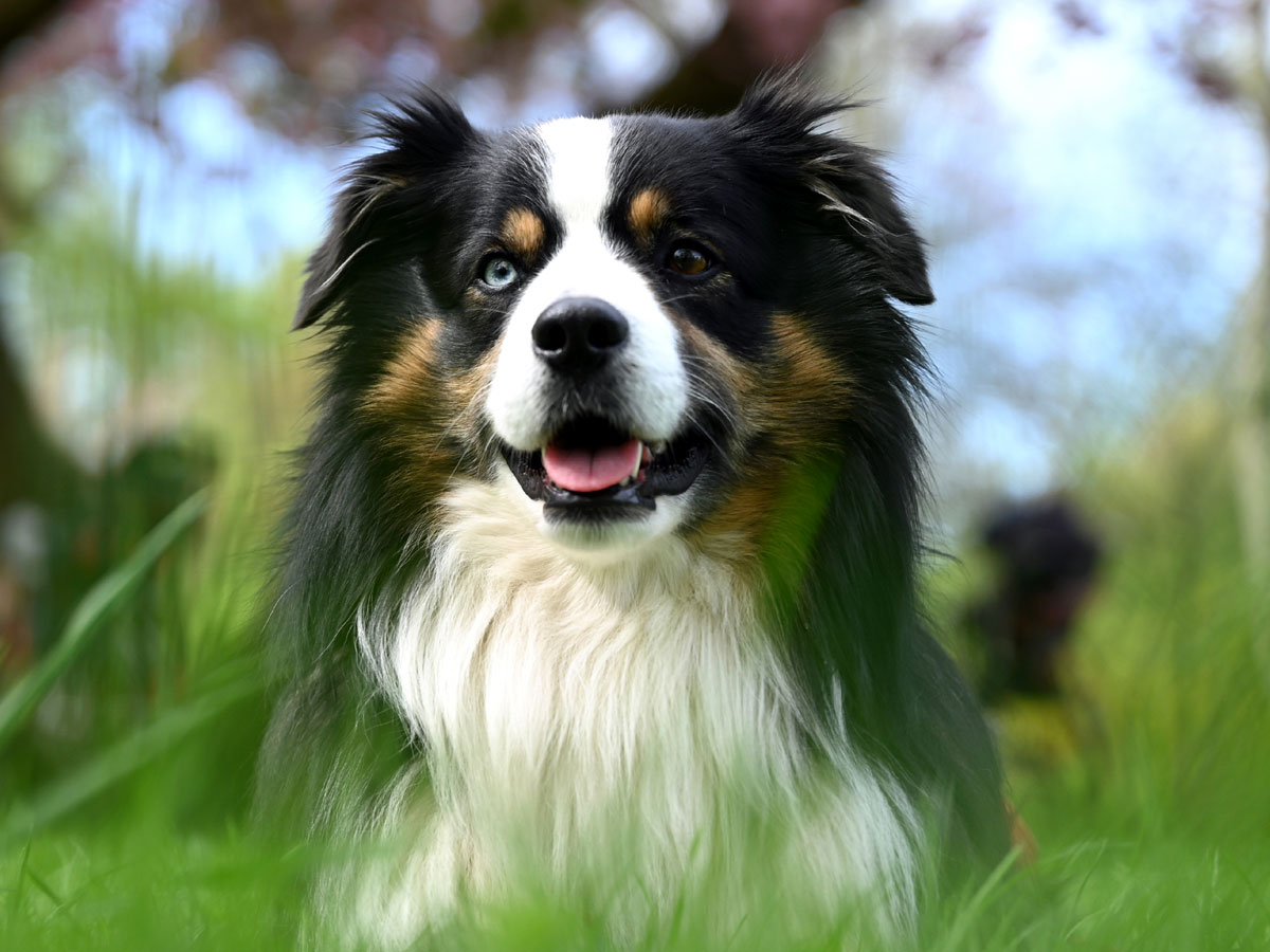 Австралийская овчарка (аусси)