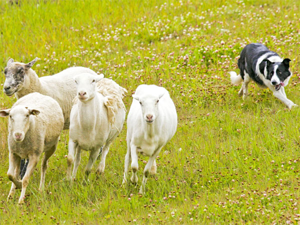 Бордер-колли