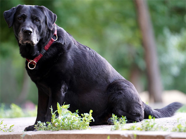 Лабрадор-ретривер
