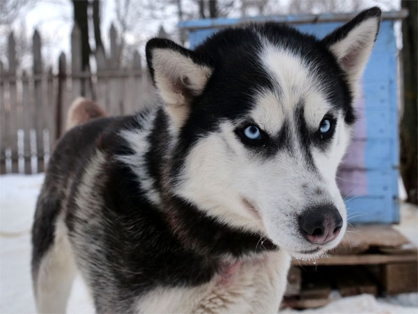 «Сибирский