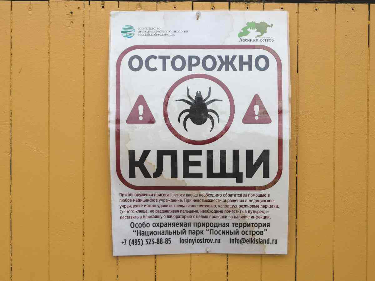 В Москве началась осенняя волна активности клещей