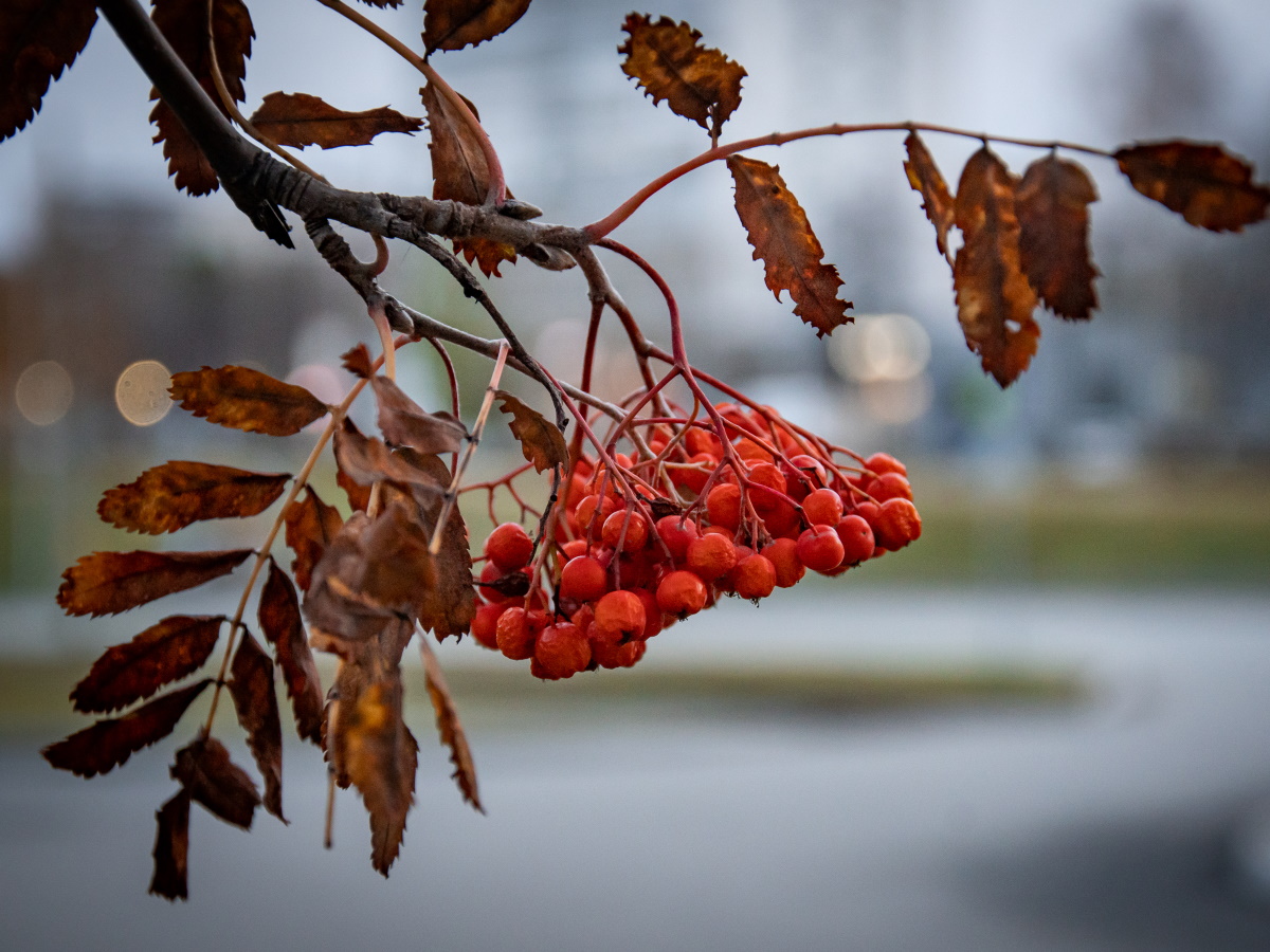 17 октября - Ерофеев день: как прогнать нищету и укрепить здоровье