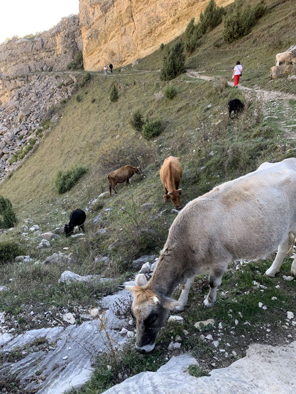 «Дагестан»