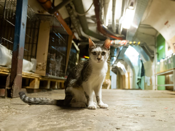 «Эрмитажные