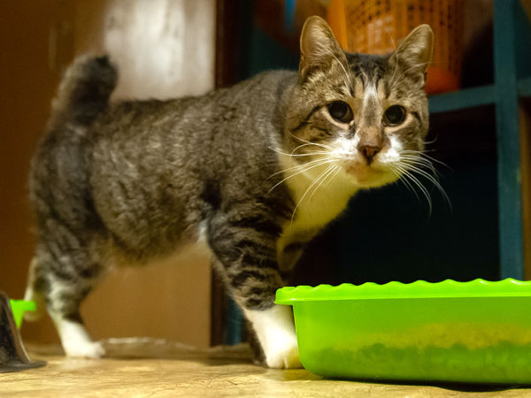 «Эрмитажные