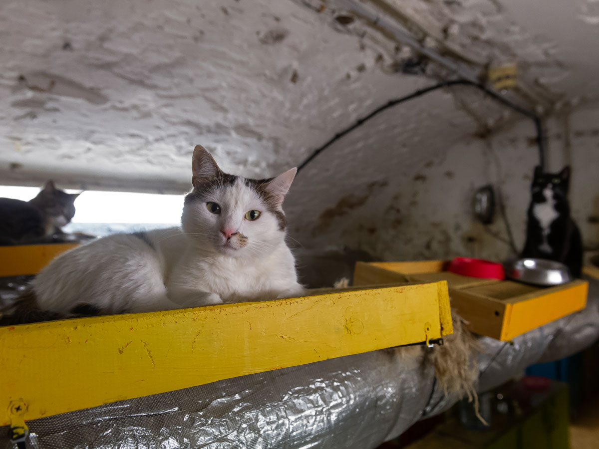 Эрмитажные коты