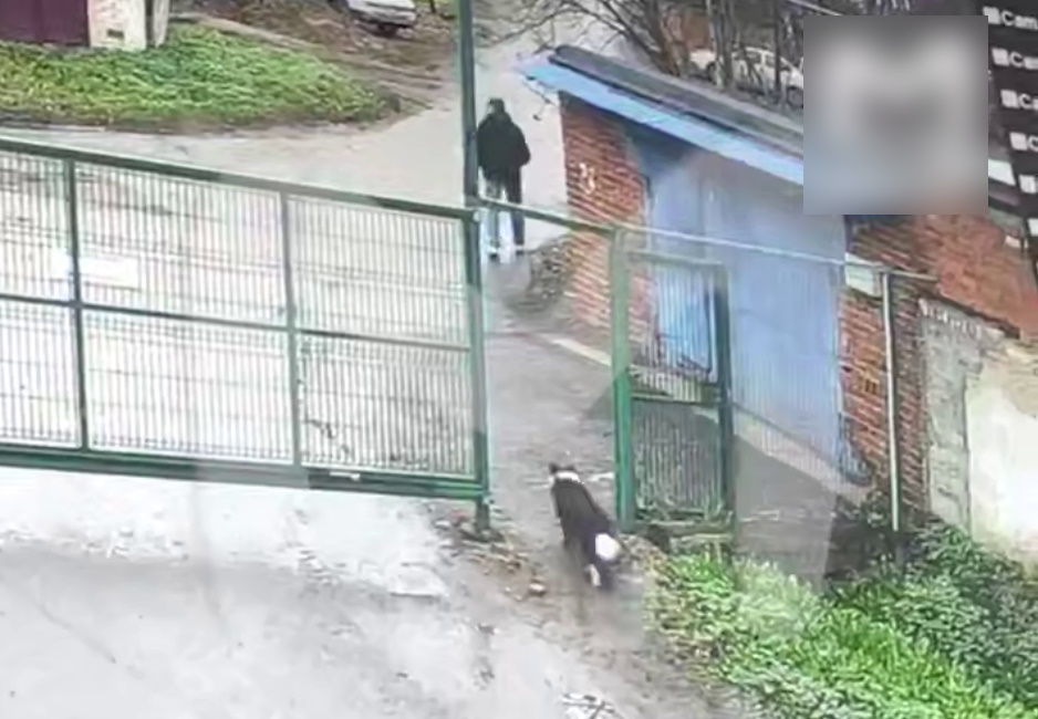 Заманивали вкусняшками и убивали: супруги годами воровали домашних собак, которых сдавали на мясо