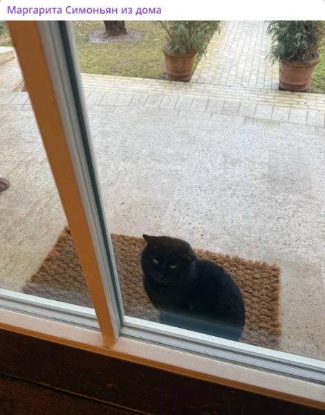 Маргарита Симоньян рассказала о мистических знаках: «После ухода Тиграна к нашему дому стал приходить кот»