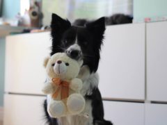 Заманивали вкусняшками и убивали: супруги из Подмосковья годами воровали домашних собак, которых сдавали на мясо