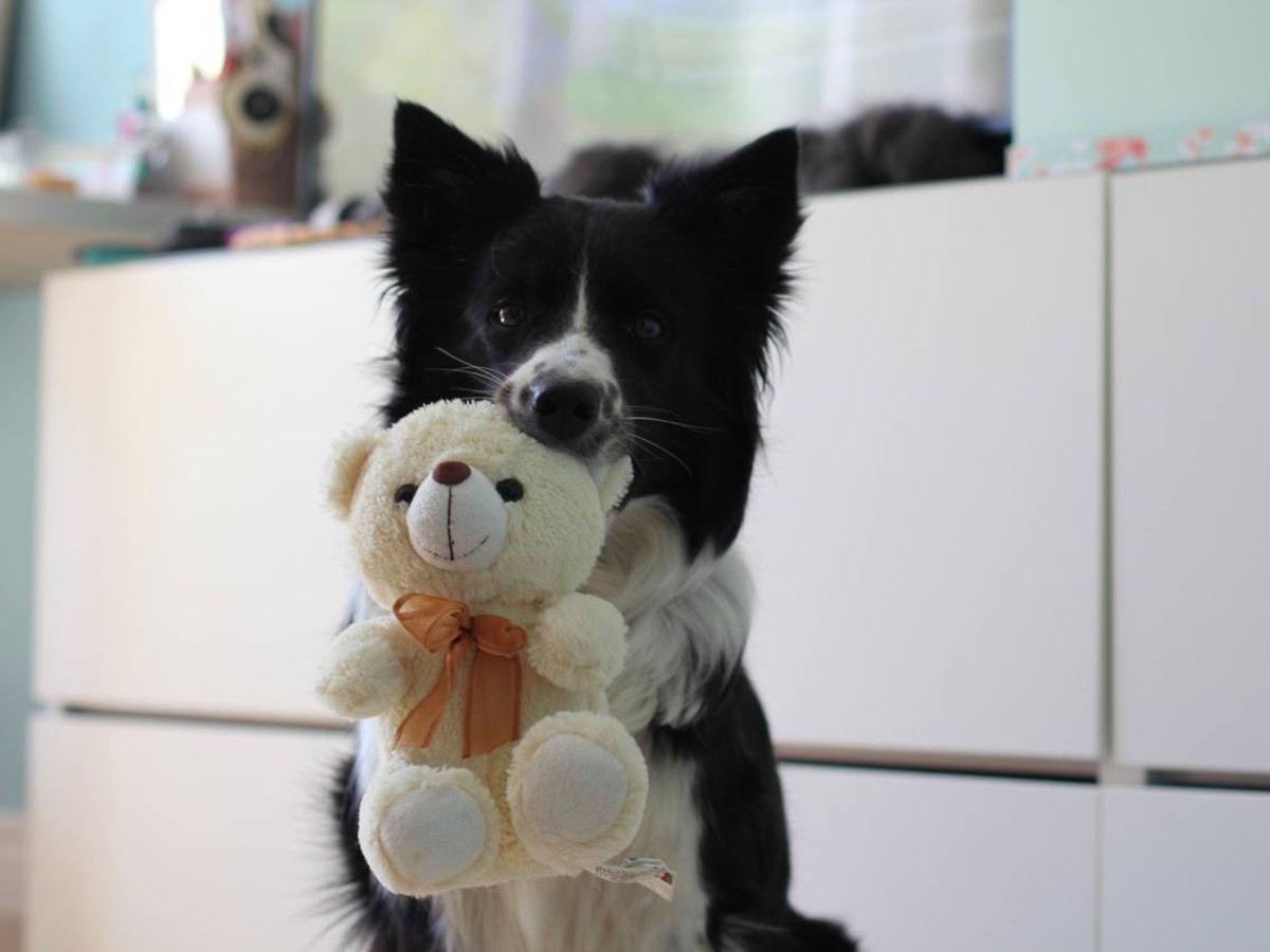 Заманивали вкусняшками и убивали: супруги годами воровали домашних собак, которых сдавали на мясо
