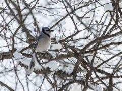 11 декабря — Сойкин день: как предсказать будущее и привлечь на свою сторону удачу