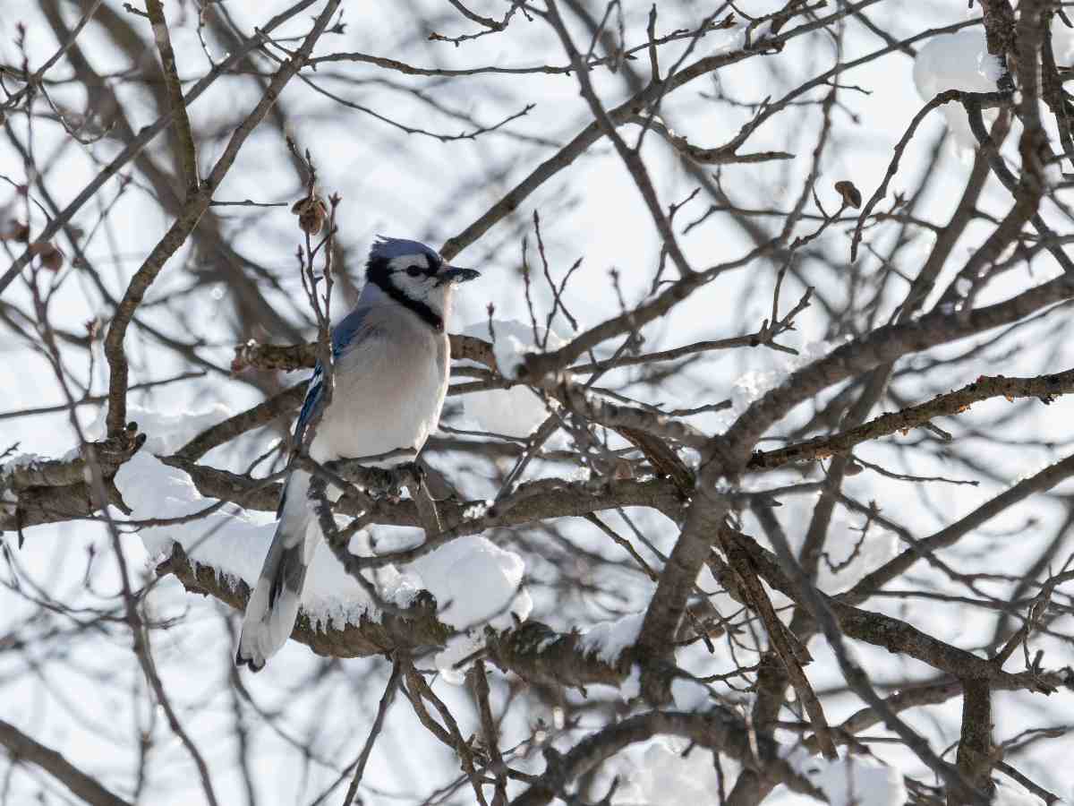 11 декабря — Сойкин день: как предсказать будущее и привлечь на свою сторону удачу
