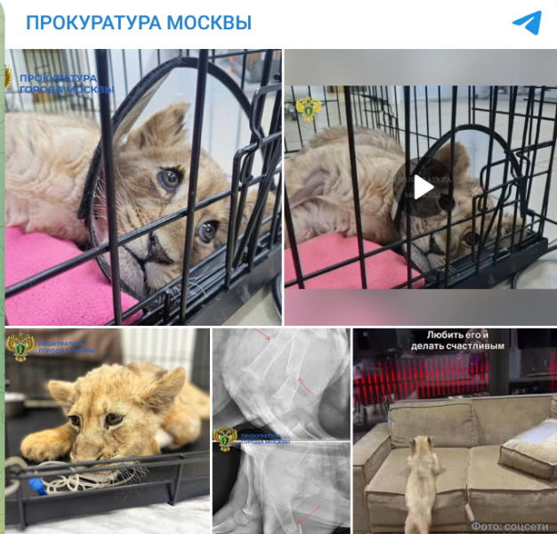 Лейкемия и переломы: «миллионера из Москва-Сити» проверят из-за львенка в критическом состоянии