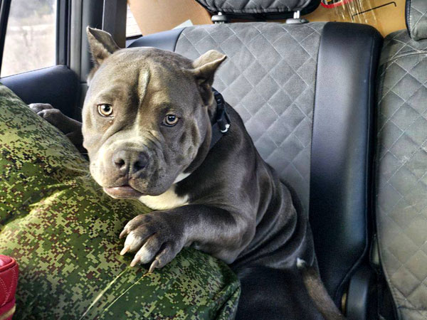 «Фронтовой