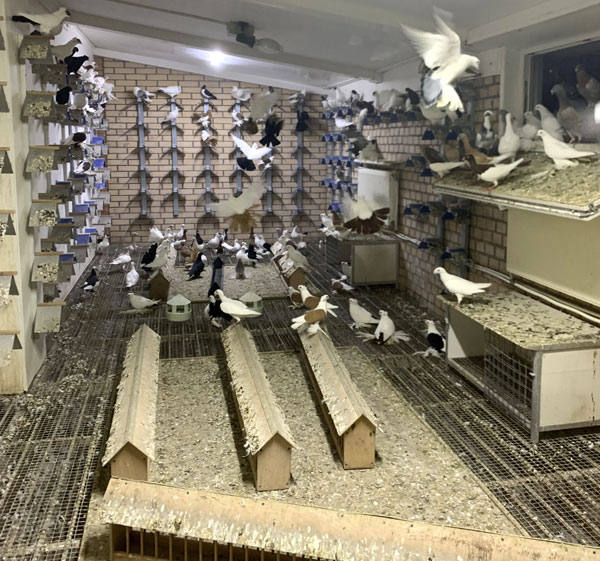 «Голубятня»