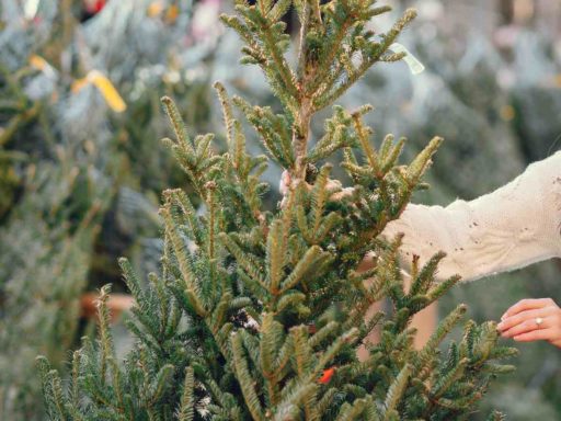 «Хвойные» клещи атакуют Москву? Что говорят эксперты на фоне новостей о насекомых в живых елях дома