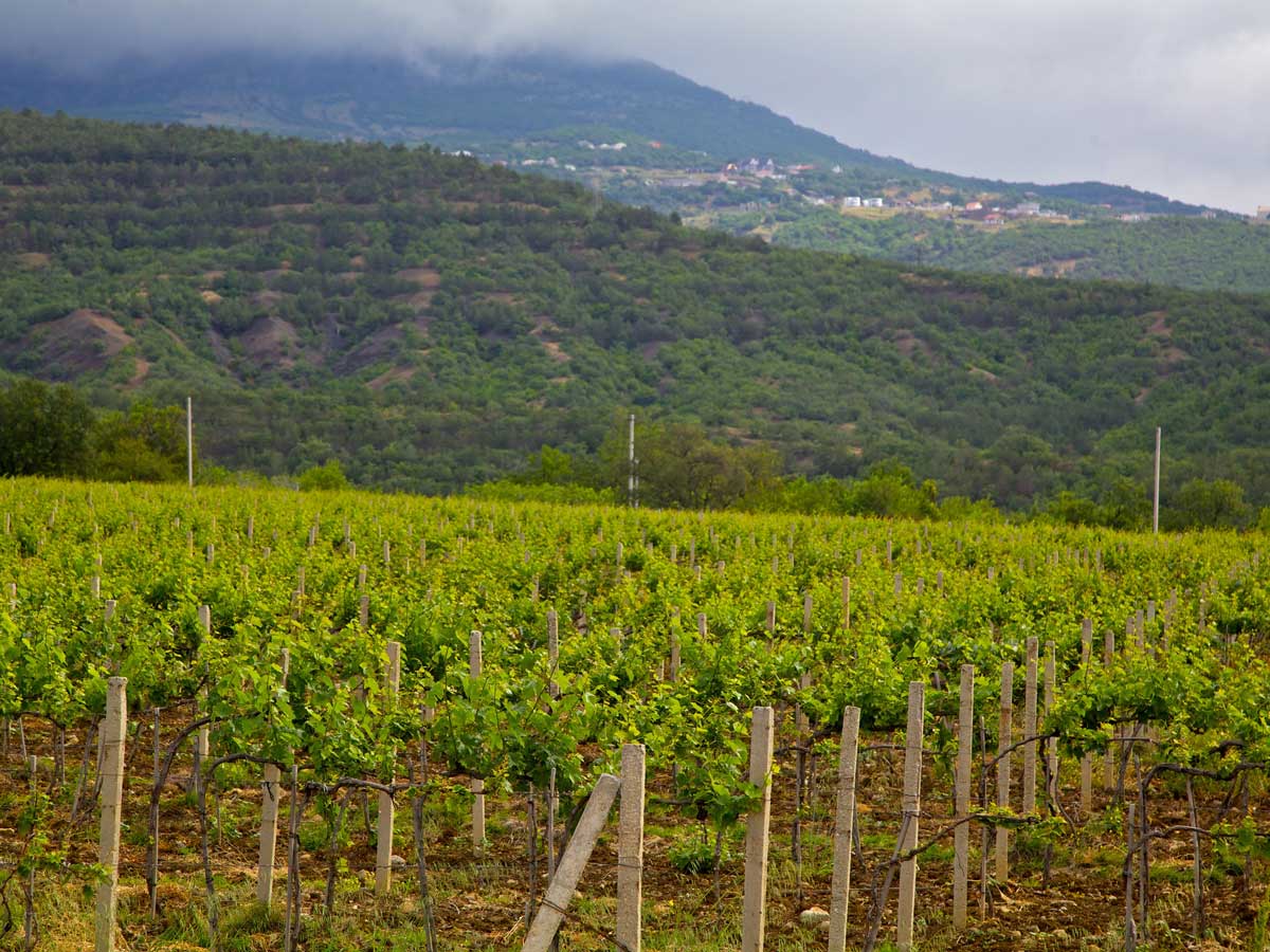 Исследование показало: россияне стали чаще покупать отечественный алкоголь