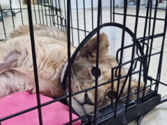 Лейкемия и переломы: «миллионера из Москва-Сити» проверят из-за львенка в критическом состоянии