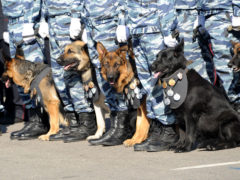 Служебные собаки