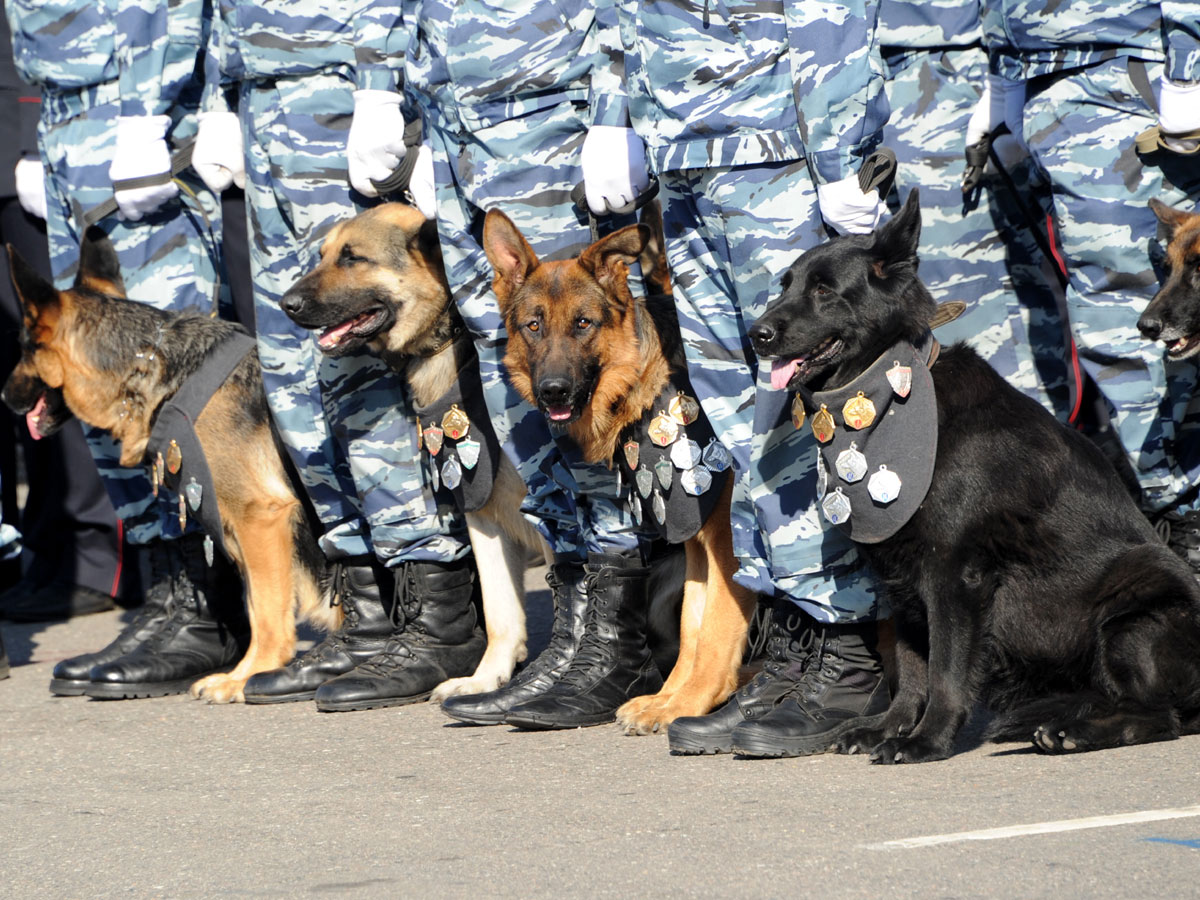 Служебные собаки