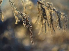 1 марта — Ярилин день: что можно и что нельзя день в первый день весны