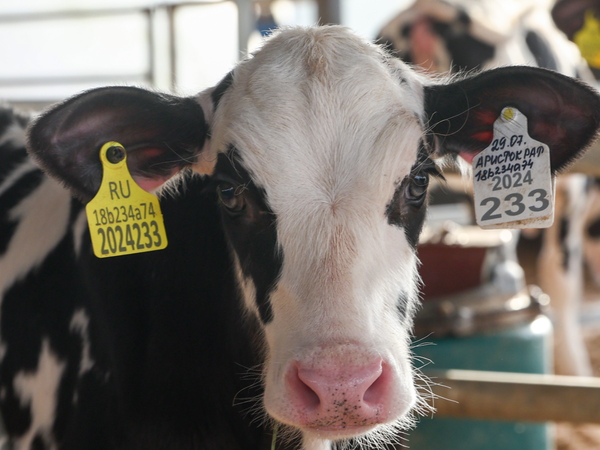 19 февраля - Вуколов день: как вымолить любовь и не остаться без денег