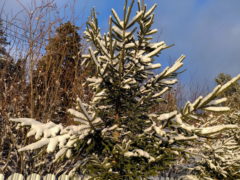 28 февраля – день Онисима Овчарника: как избежать ссор и сохранить финансы