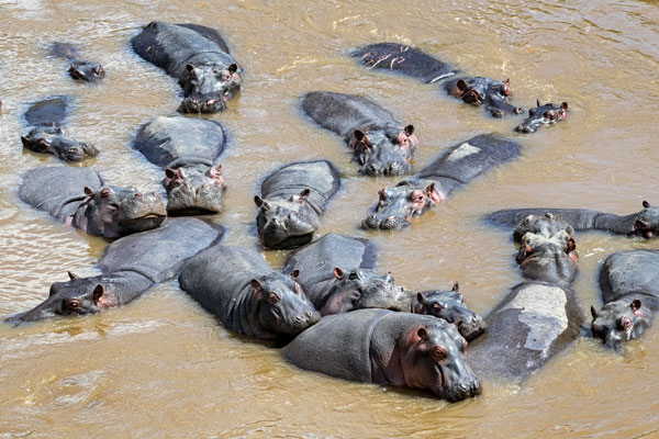 «Бегемоты»