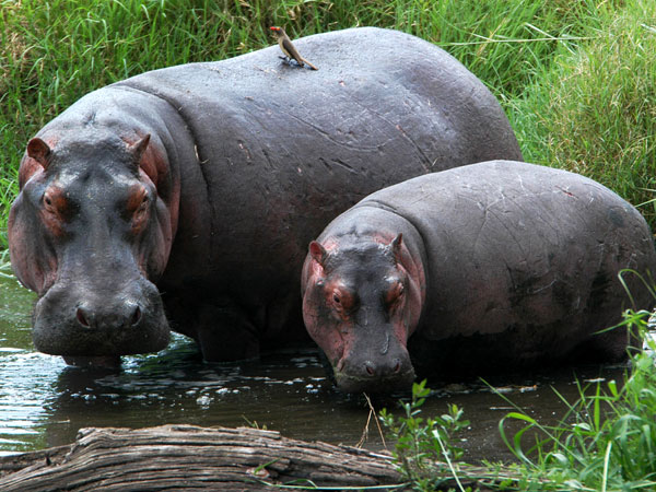 «Бегемоты»