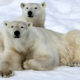 Белые медведи