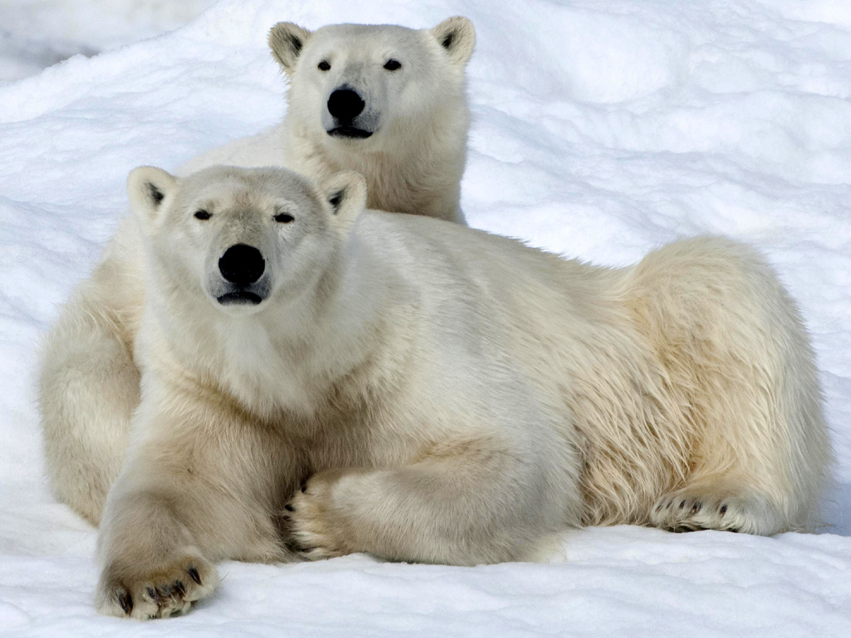 Белые медведи