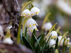 16 марта - Евтропиев день: как не остаться без денег и отпугнуть нечистую силу