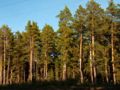 28 марта – Александров день: почему нельзя брать кредит и перебирать вещи в шкафах